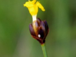 Xyris capensis