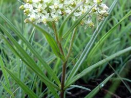 Xysmalobium involucratum