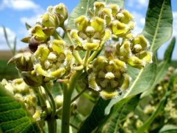 Xysmalobium undulatum var. undulatum flowers