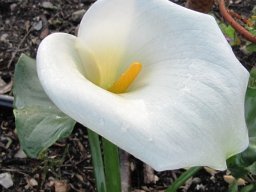 Zantedeschia aethiopica
