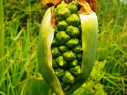 Zantedeschia aethiopica berries