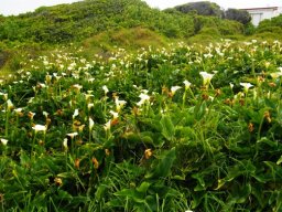 Zantedeschia aethiopica close to the sea
