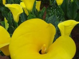 Zantedeschia pentlandii