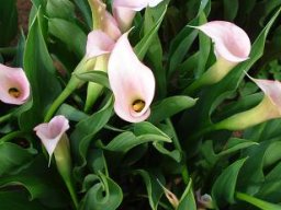 Zantedeschia rehmannii