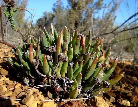 Acrodon bellidiflorus woody capsules