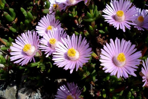 Esterhuysenia drepanophylla flowers