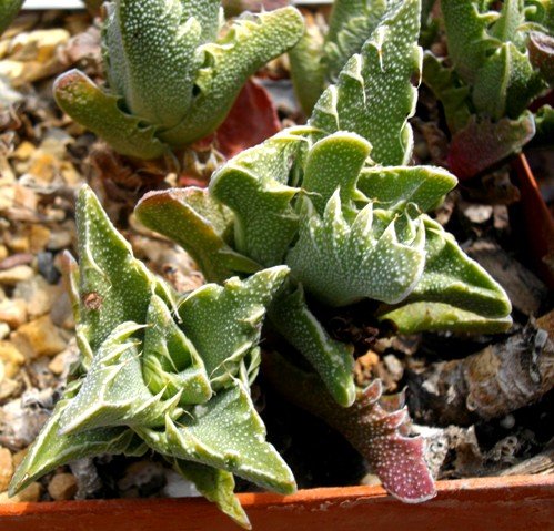 Faucaria felina var. felina 