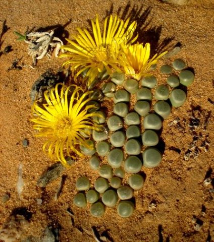 Fenestraria rhopalophylla subsp. aurantiaca leaves