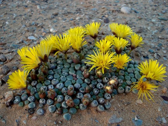 Fenestraria rhopalophylla subsp. aurantiaca buds and flowers
