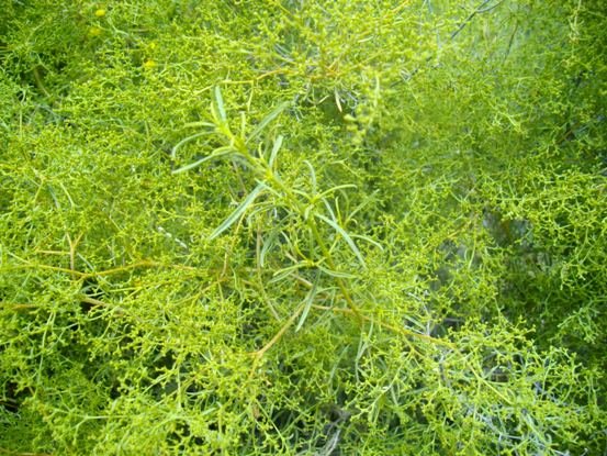 Galenia africana var. africana flowering