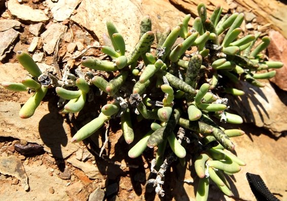 Hereroa aspera, the slaapvygie