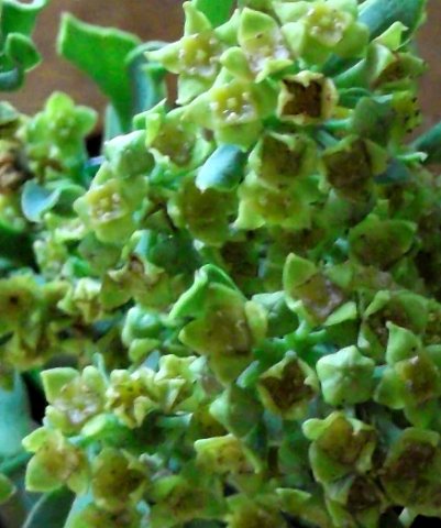 Colpoon speciosum