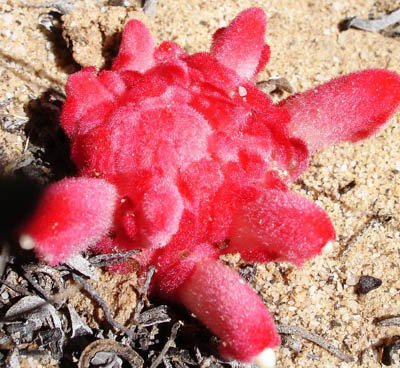 Hyobanche sanguinea velvety texture, watermelon colours