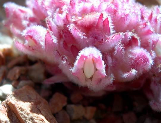 Hyobanche sanguinea hairy-flowered