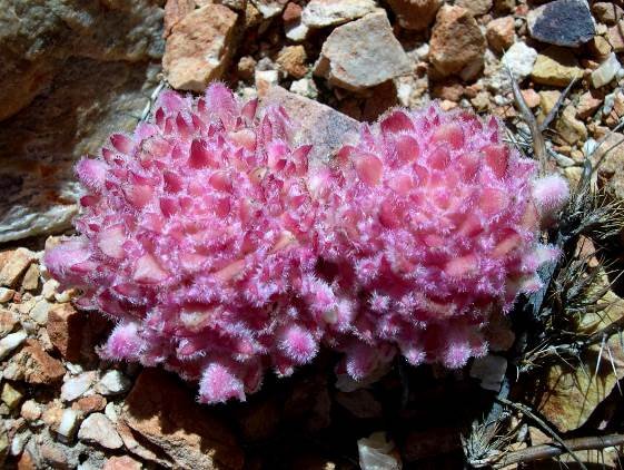 Hyobanche sanguinea sucking much from the host