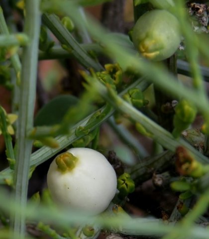 Lacomucinaea lineata fruit