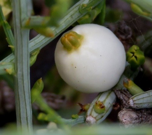 Lacomucinaea lineata ripe fruit