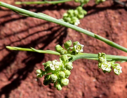 Lacomucinaea lineata buds and flowers