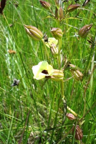 Melasma scabrum var. scabrum