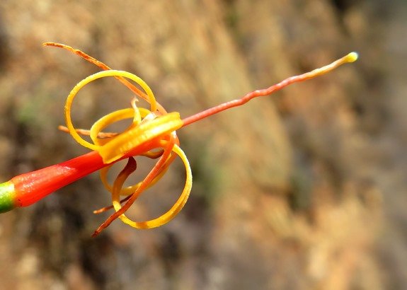 Moquiniella rubra open flower