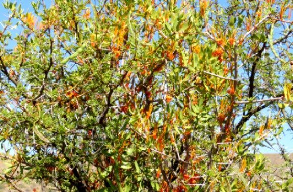 Moquiniella rubra 