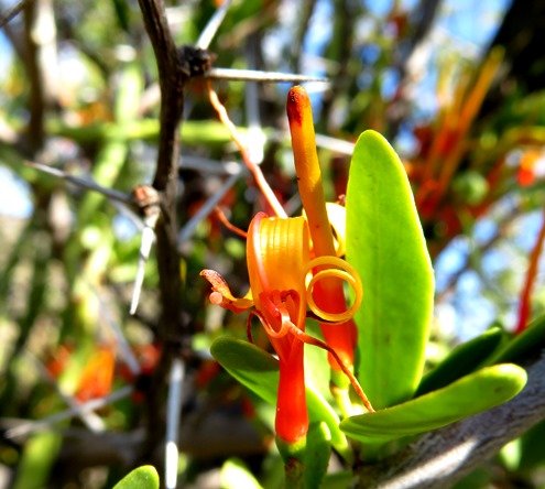 Moquiniella rubra flower and thorn tree spines