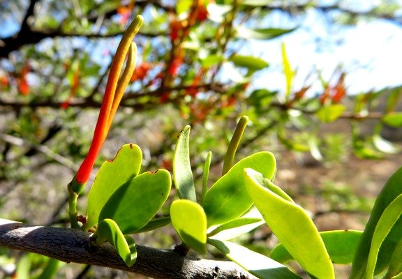 Moquiniella rubra leaves