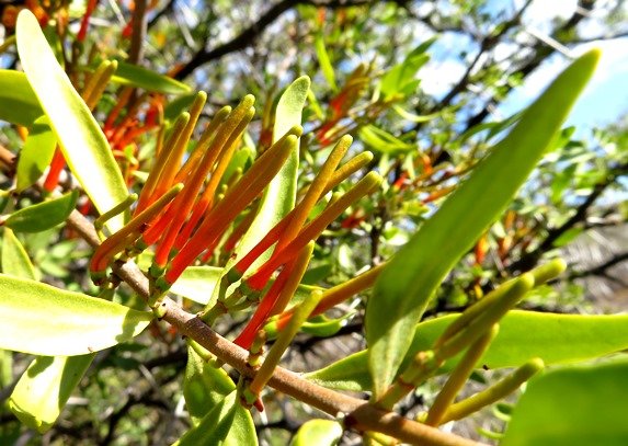 Moquiniella rubra young buds