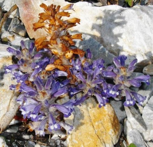 Orobanche ramosa, tallest stem dead
