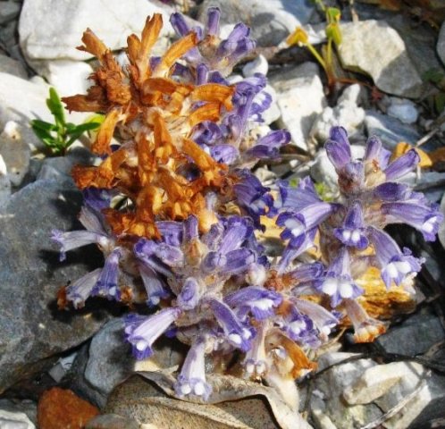 Orobanche ramosa