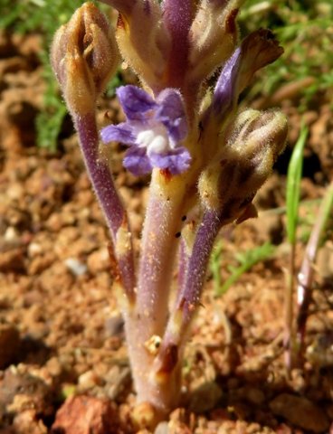 Orobanche ramosa stem base
