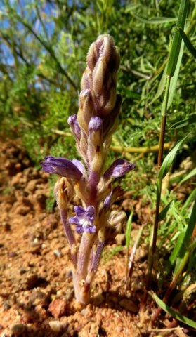 Orobanche ramosa buds