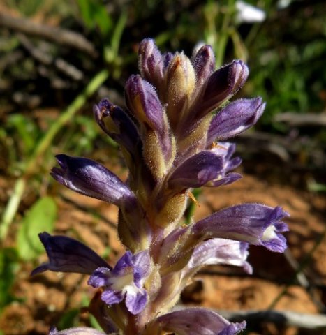 Orobanche ramosa stem tip