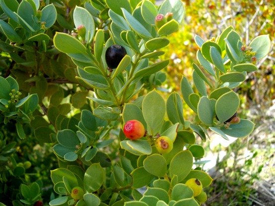 Colpoon compressum fruiting