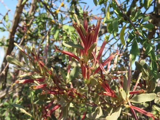 Septulina glauca