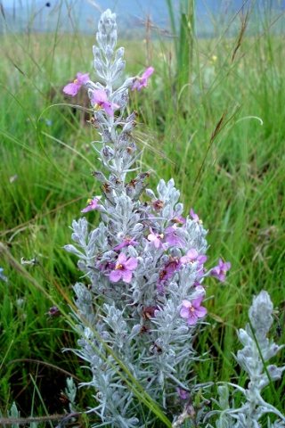 Sopubia cana var. cana