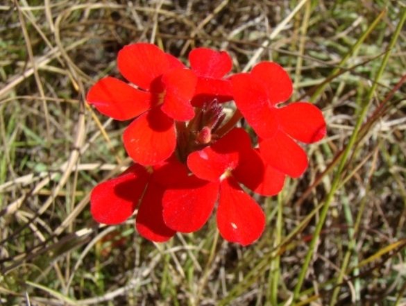 Striga elegans flower