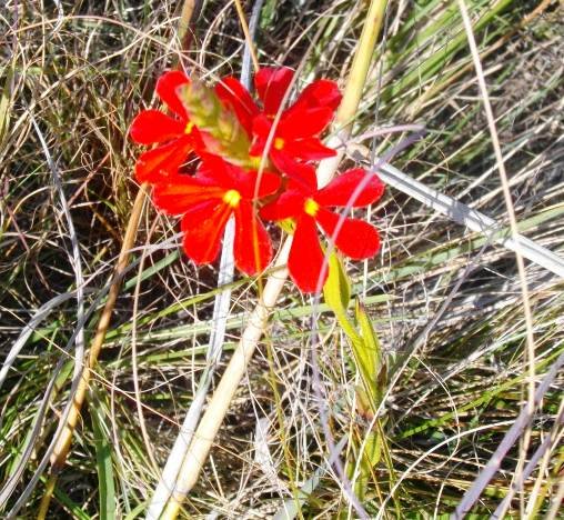 Striga elegans