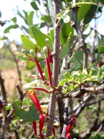 Tapinanthus oleifolius