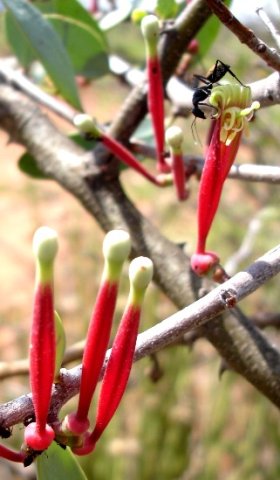 Tapinanthus oleifolius flowers and hungry ant