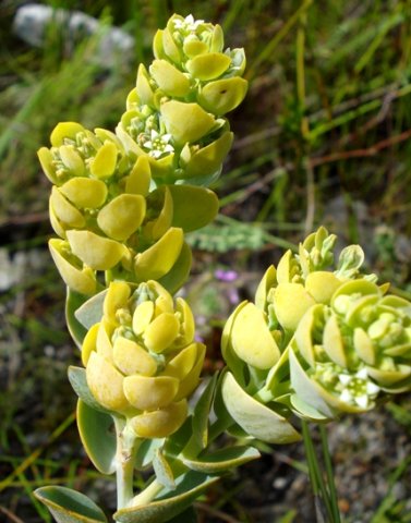Thesium euphorbioides leaves and floral bracts