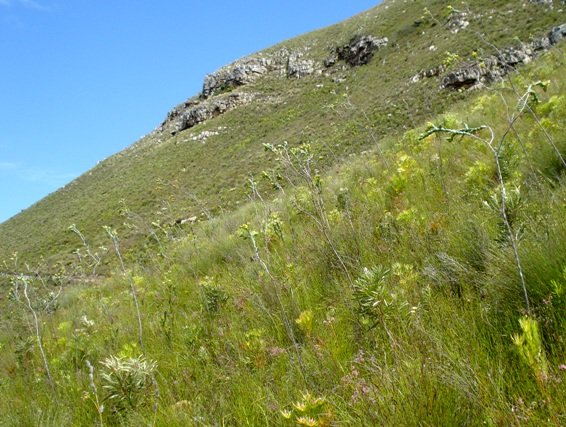 Thesium euphorbioides