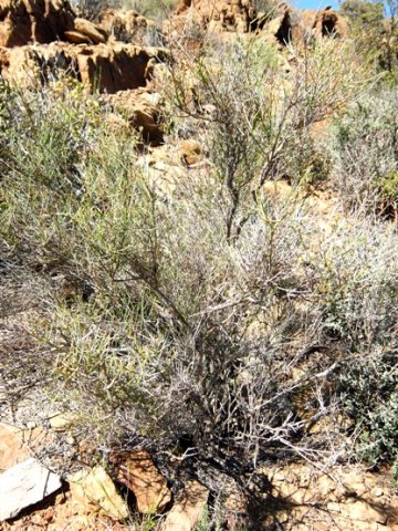 Lacomucinaea lineata