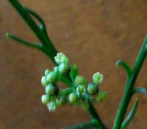Thesium strictum
