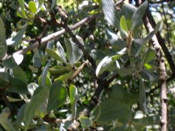Agelanthus natalitius subsp. zeyheri leaves