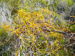 Cassytha ciliolata