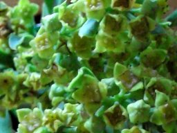 Colpoon speciosum