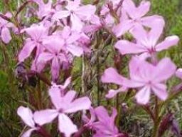 Cycnium racemosum flowers