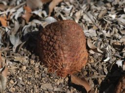 Hydnora africana bud