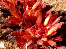 Hyobanche glabrata